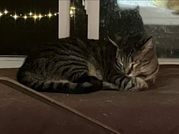 Enlarge Little Spirit, a Adoptable Domestic Short Hair in Colorado Springs, CO image 4/5