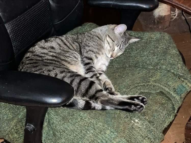 Enlarge Little Spirit, a Adoptable Domestic Short Hair in Colorado Springs, CO image 5/5