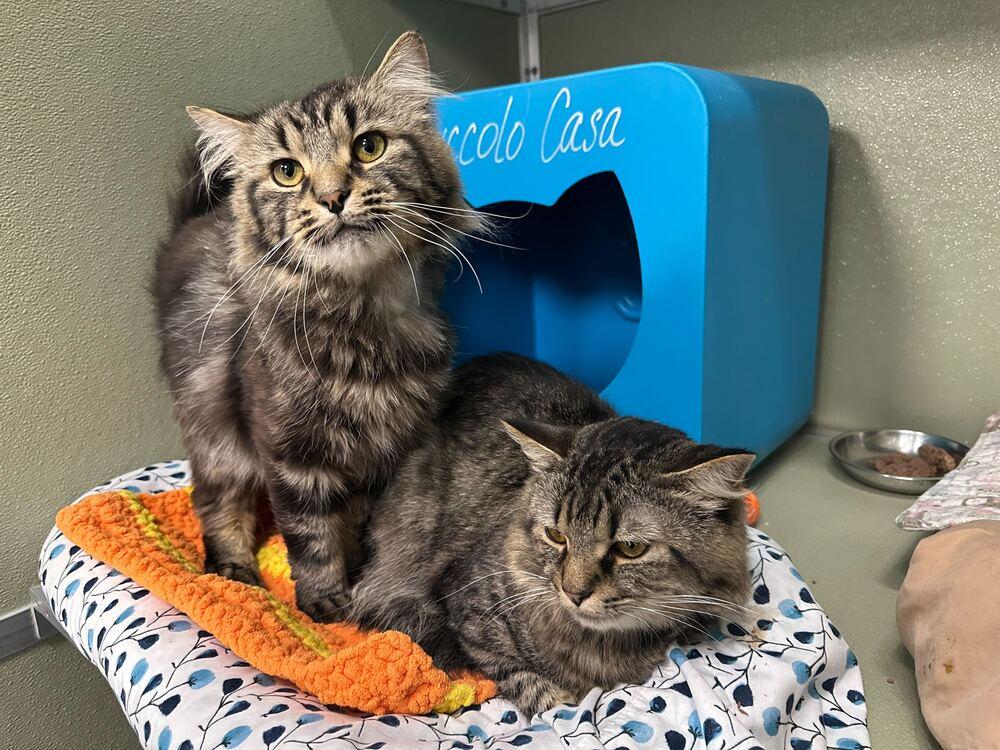 Sweet Treat (Bonded to Salty Snack), Adoptable, Adult Male Domestic Medium Hair.