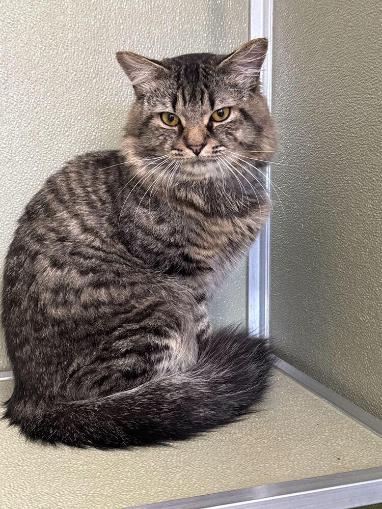 Enlarge Sweet Treat (Bonded to Salty Snack), a Adoptable mixed breed in Milltown, NJ image 2/3