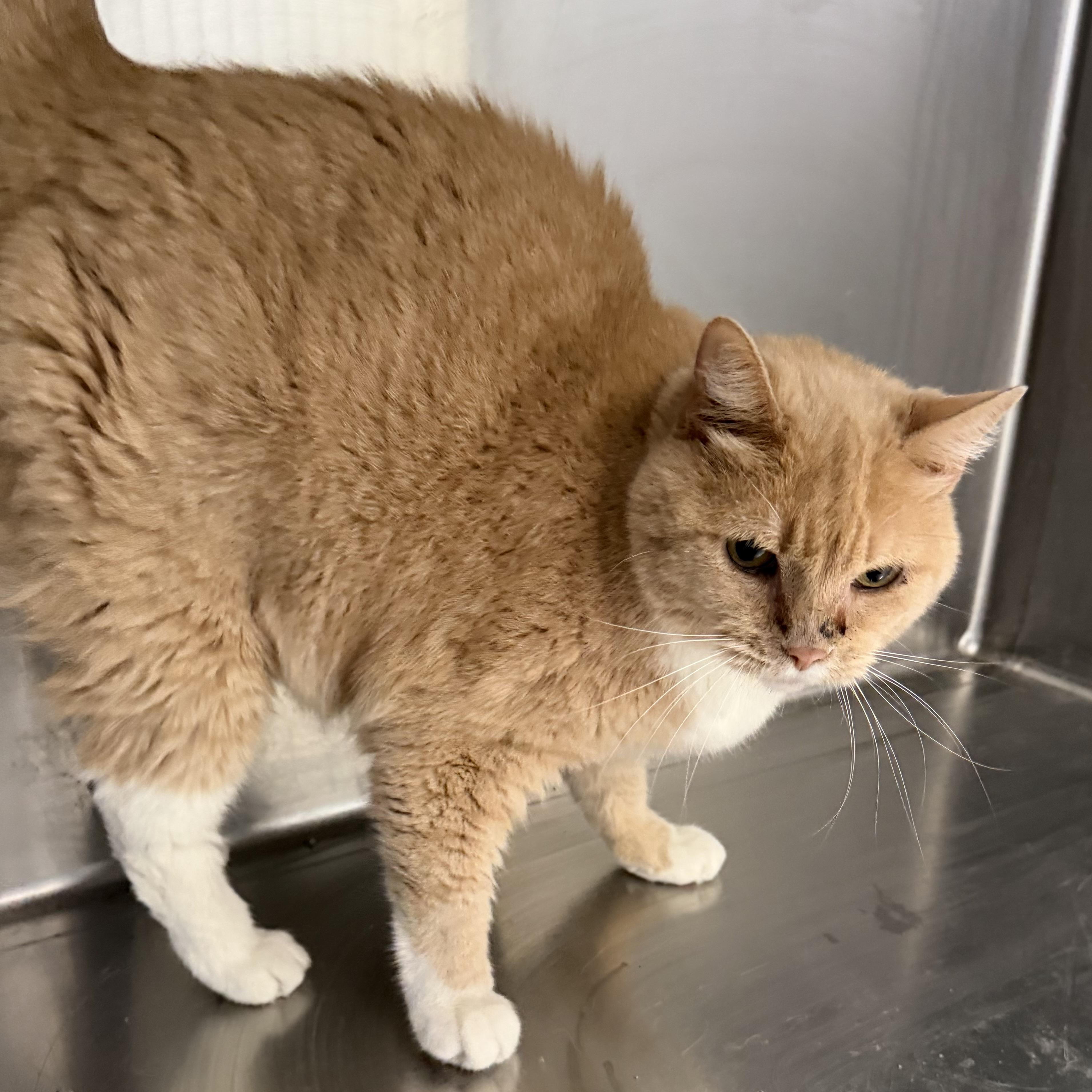 Enlarge Honey Bunny, a ADOPTABLE Domestic Short Hair in Trenton, MO image 2/3