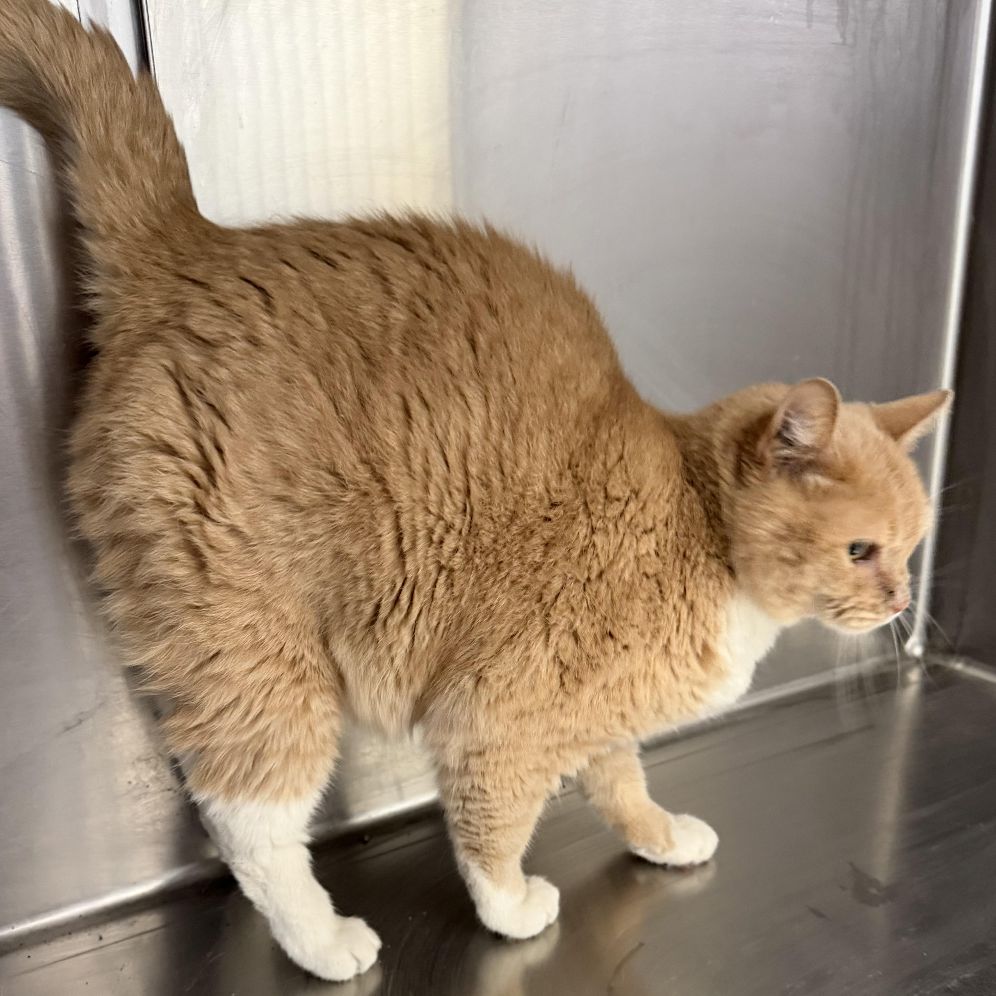 Enlarge Honey Bunny, a ADOPTABLE Domestic Short Hair in Trenton, MO image 3/3
