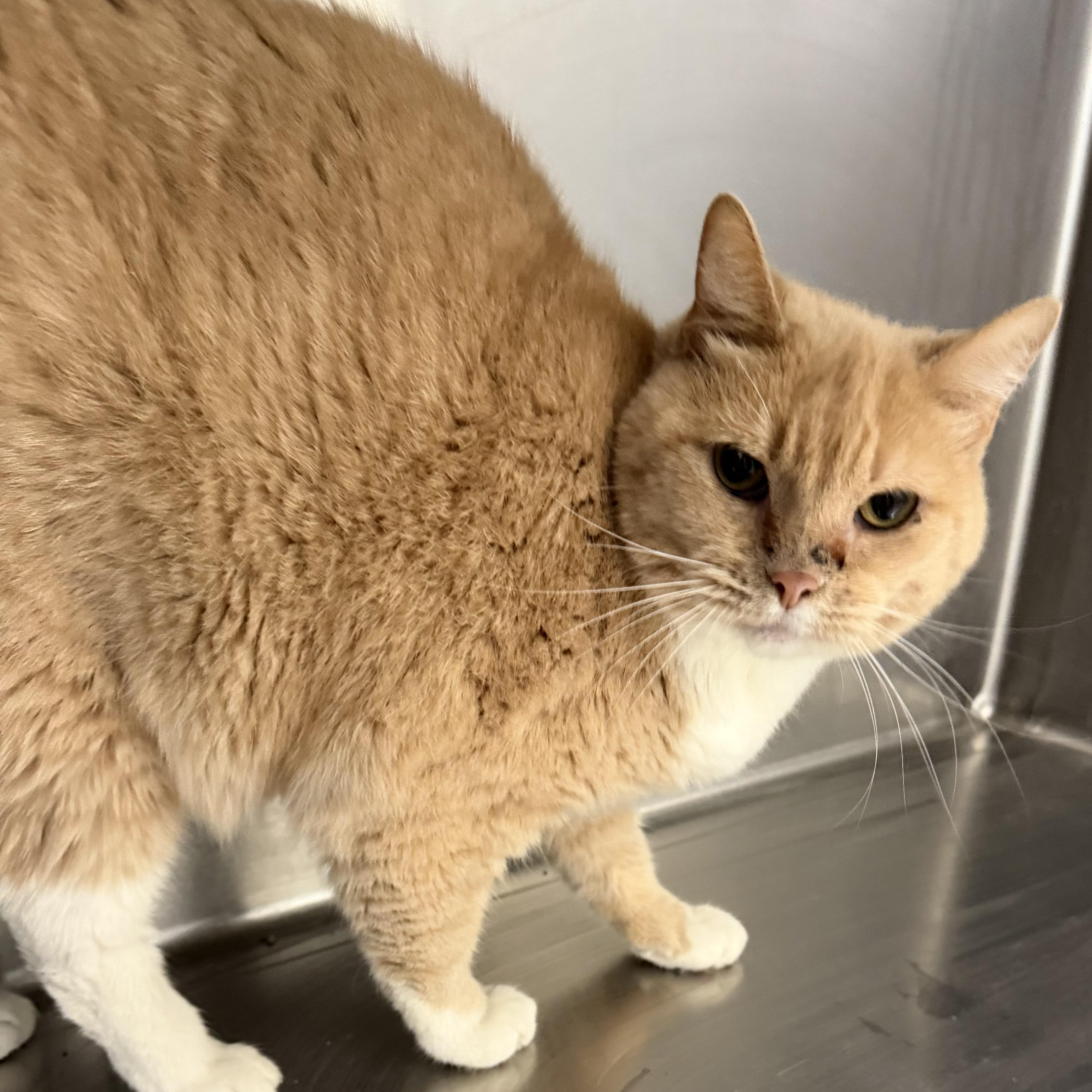 Enlarge Honey Bunny, a ADOPTABLE Domestic Short Hair in Trenton, MO image 1/3
