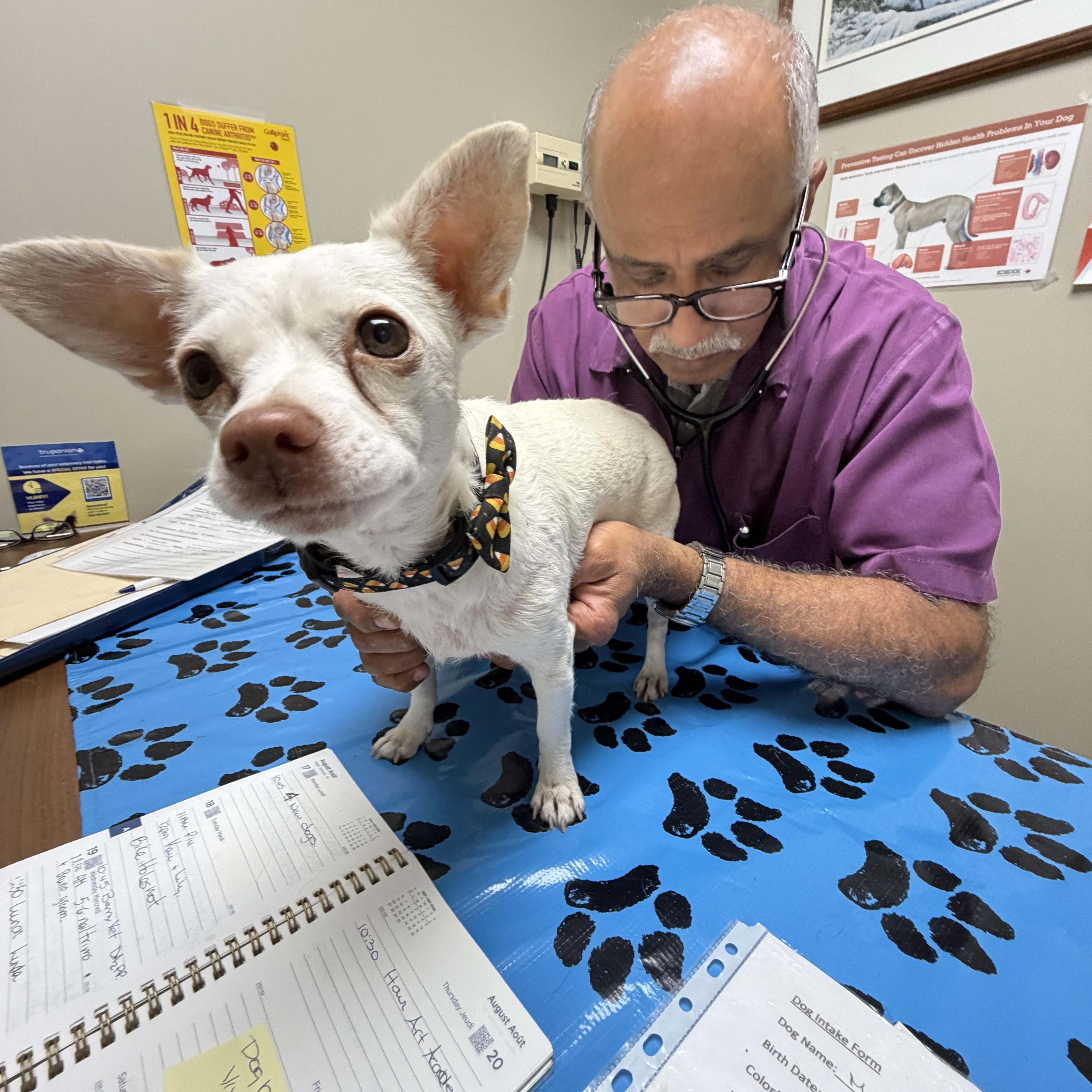 Enlarge Millie, a ADOPTABLE mixed breed in Langley, BC image 2/4