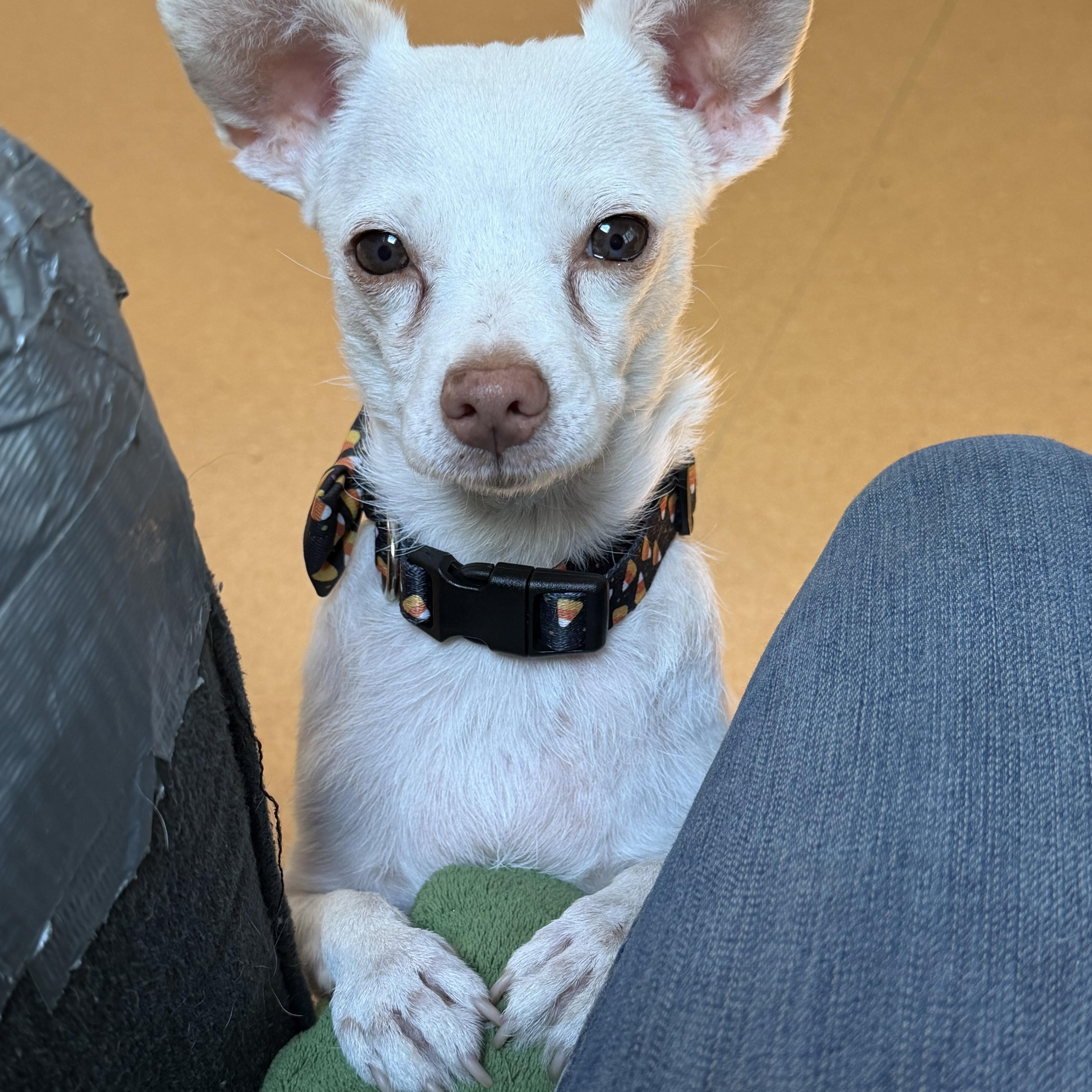 Millie, ADOPTABLE, Adult Female Chihuahua.