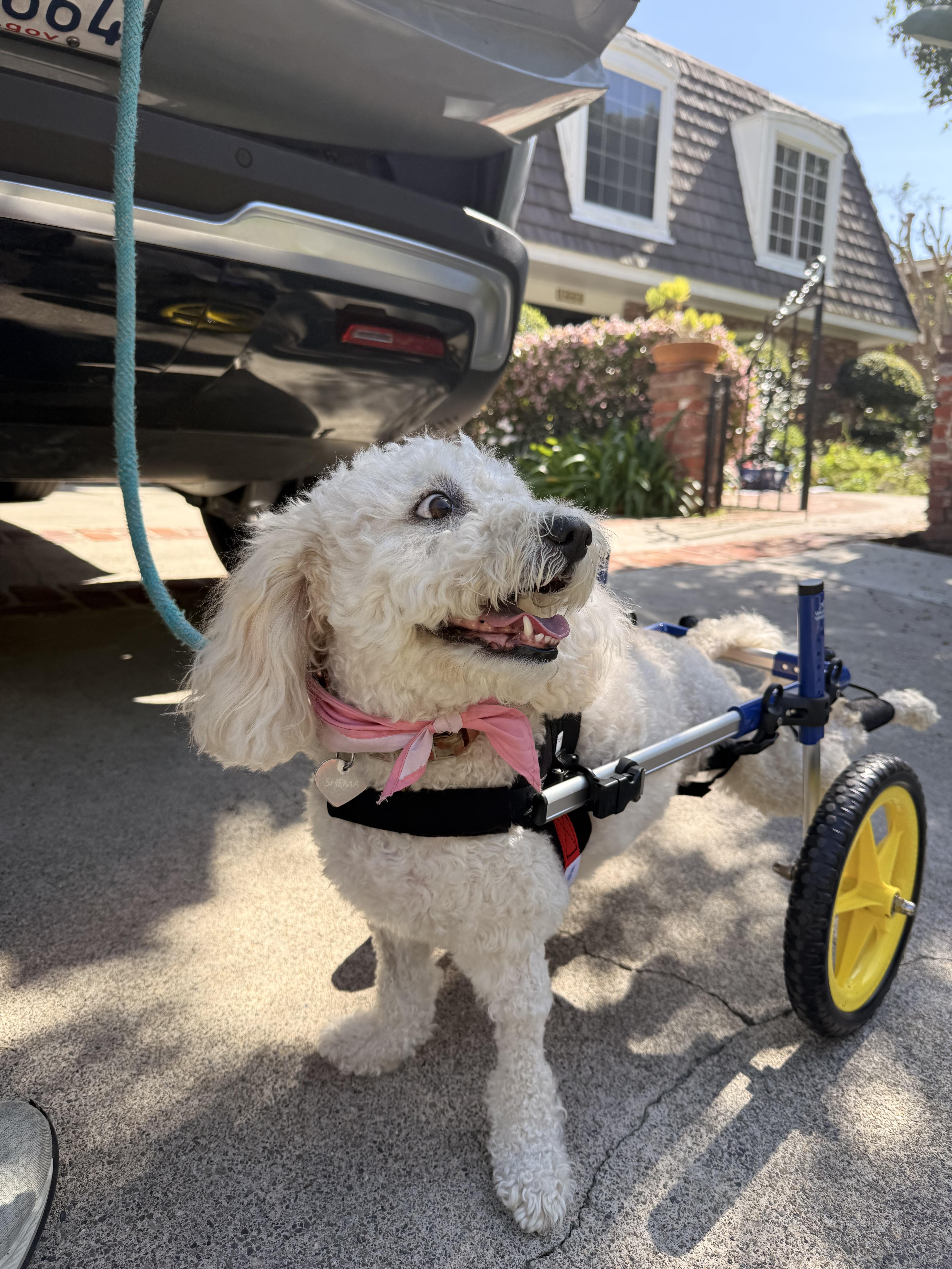 Enlarge Shima, a ADOPTABLE Goldendoodle in Laguna Beach, CA image 3/4