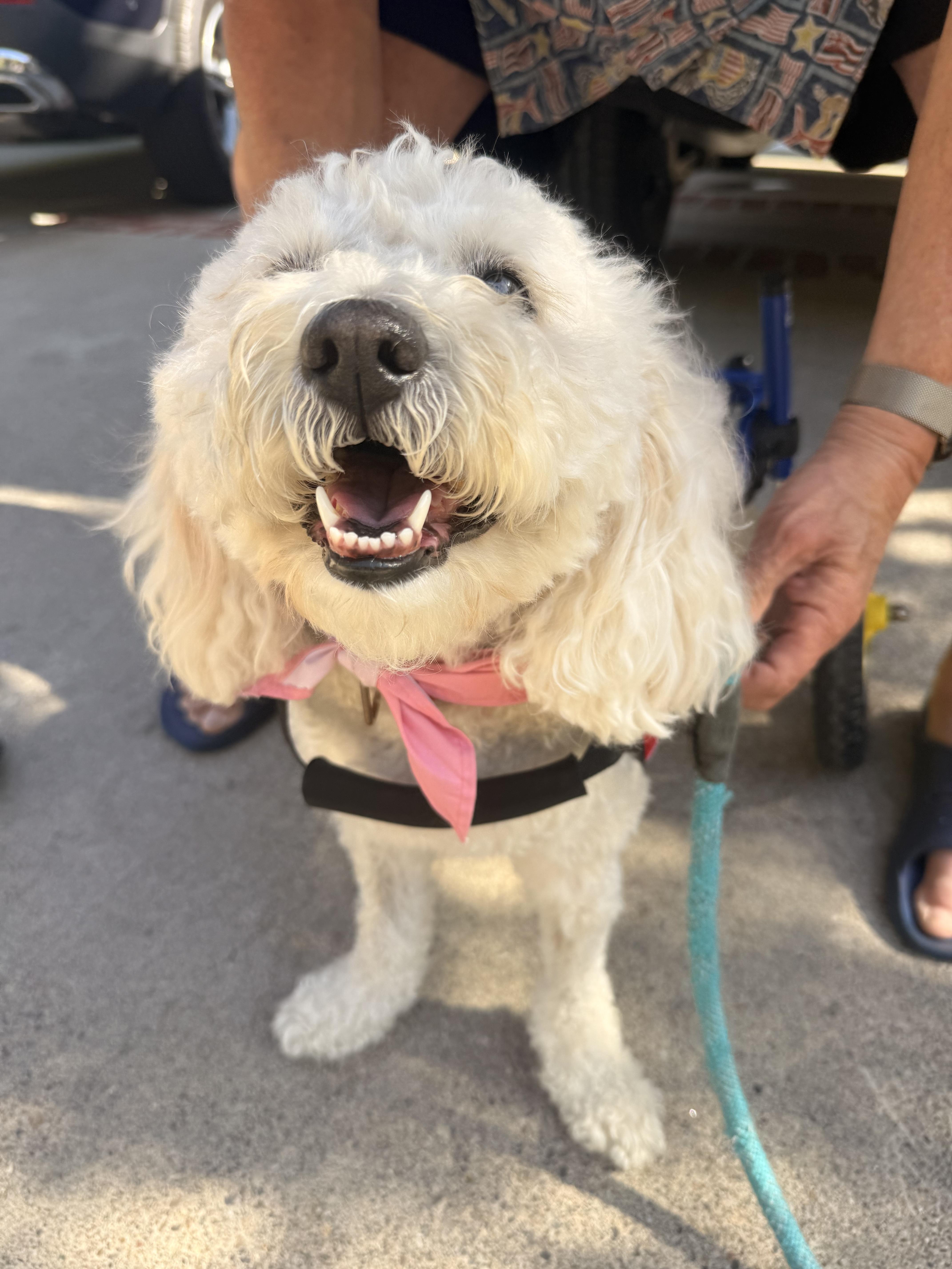 Enlarge Shima, a ADOPTABLE Goldendoodle in Laguna Beach, CA image 4/4