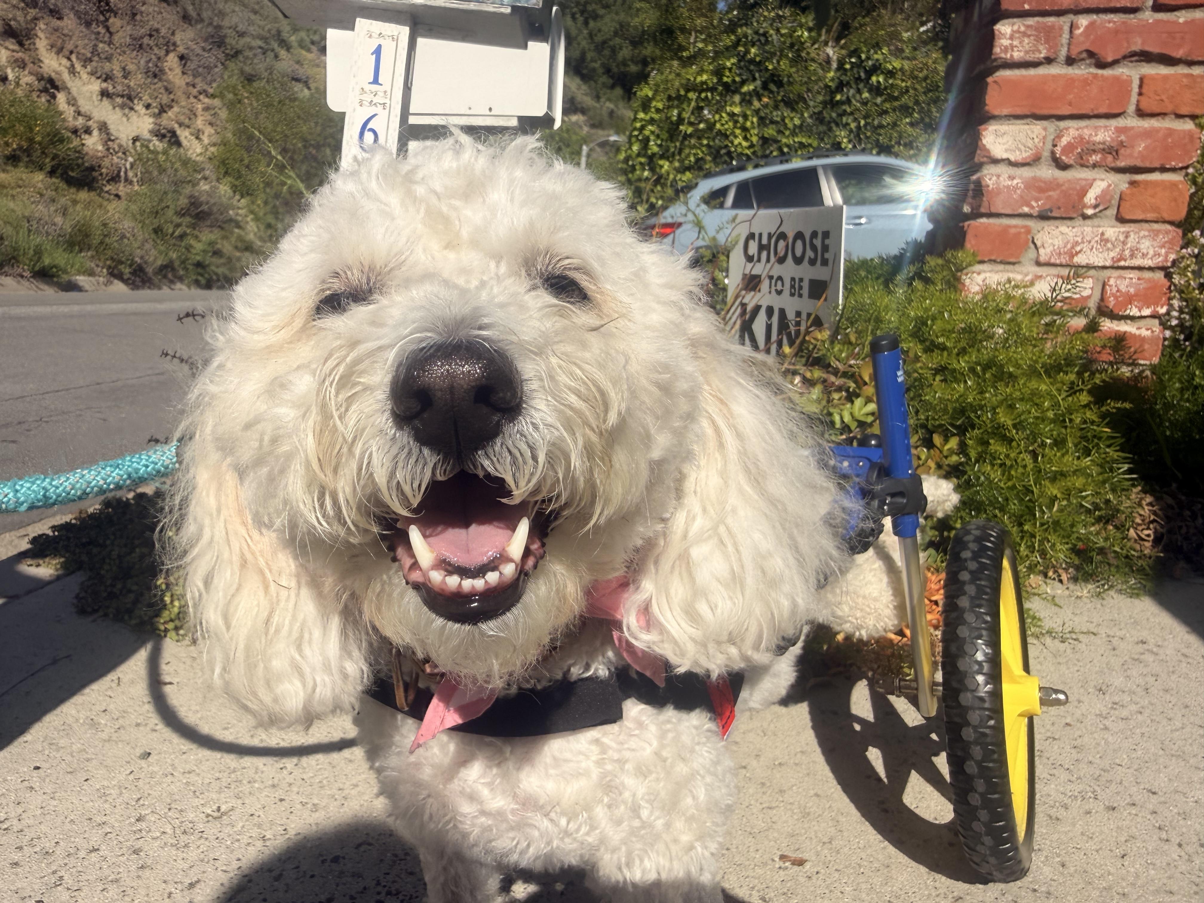 Shima, ADOPTABLE, Adult Female Goldendoodle.