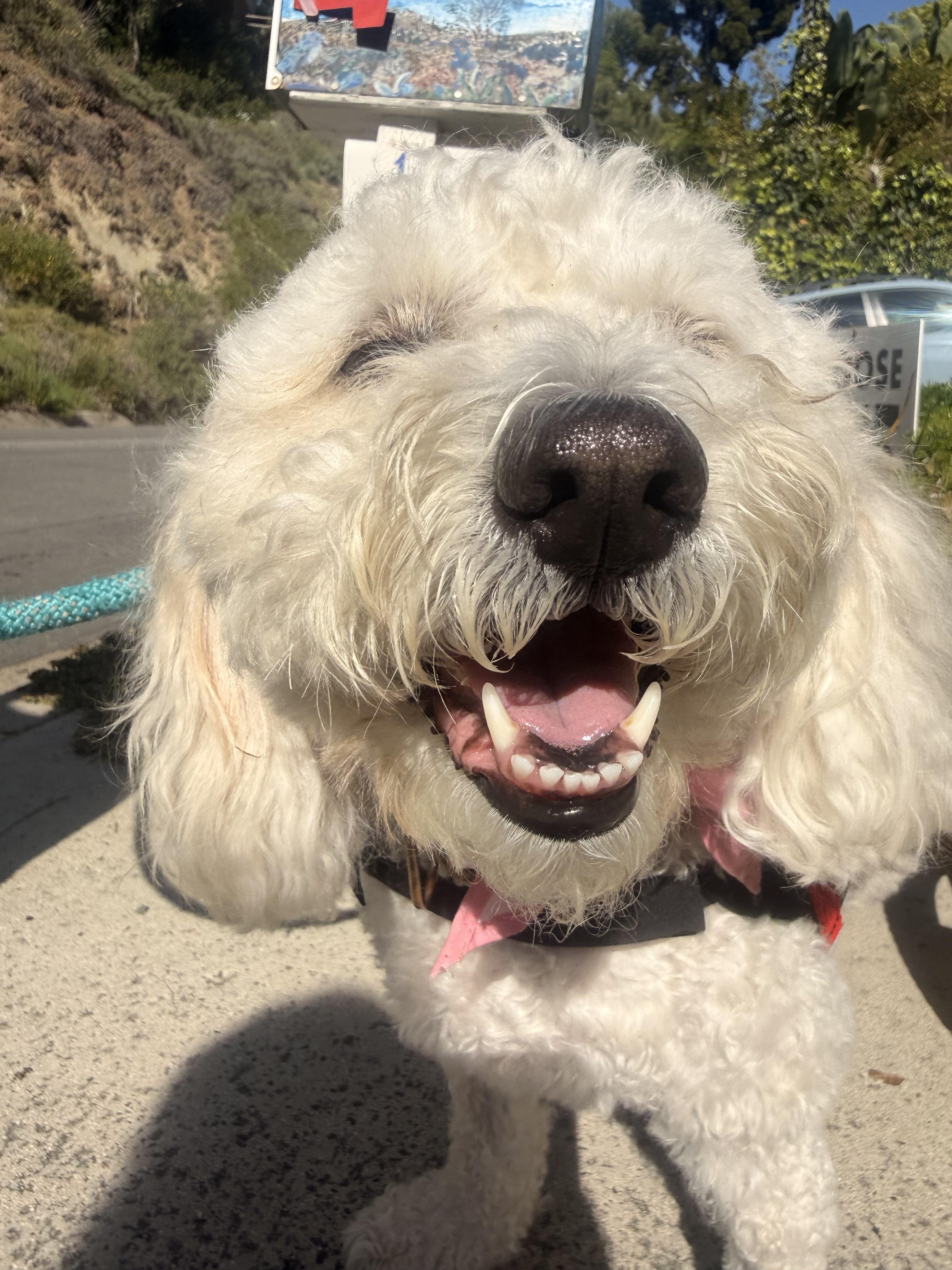Enlarge Shima, a ADOPTABLE Goldendoodle in Laguna Beach, CA image 2/4