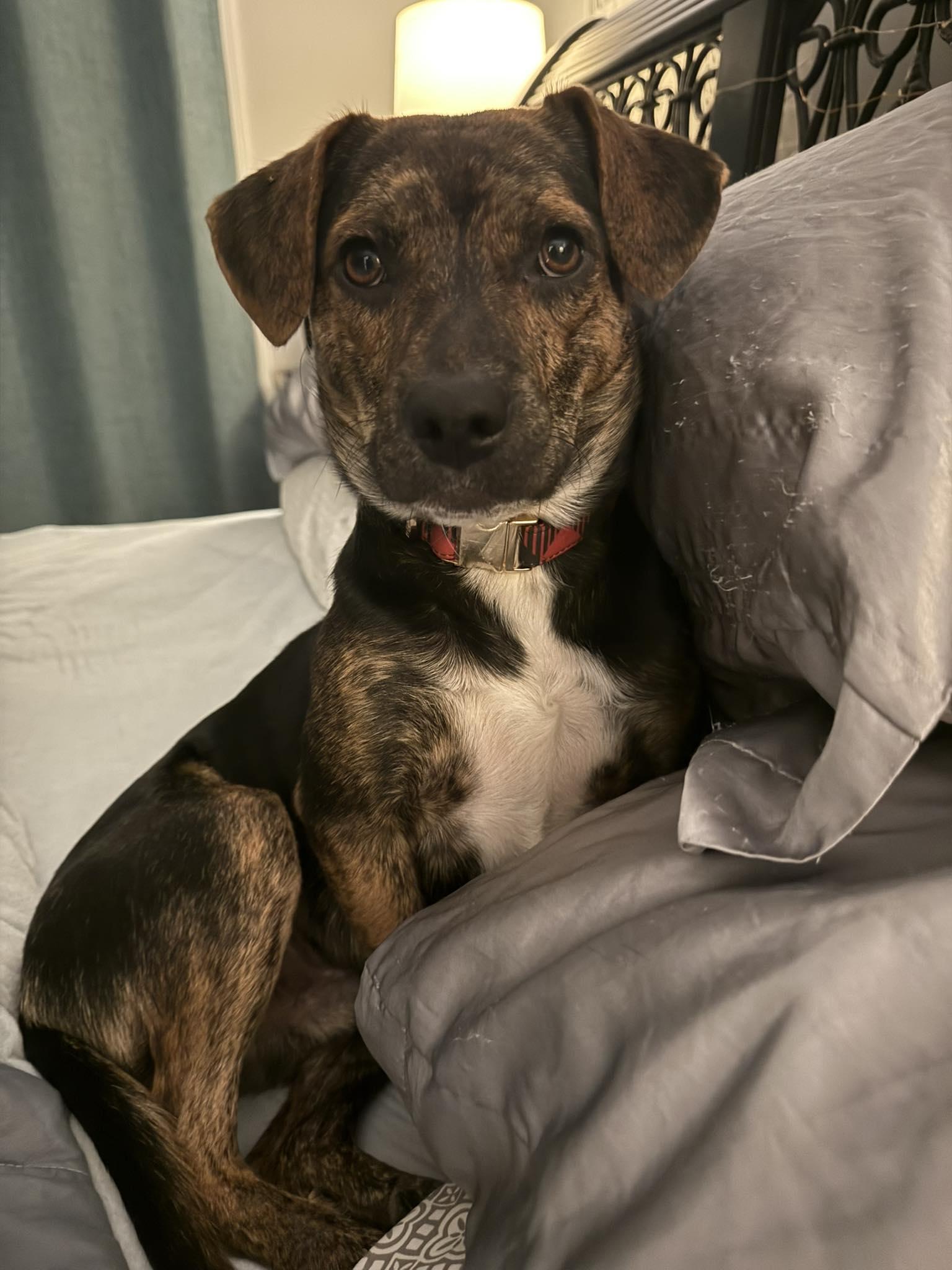 Enlarge Hank, a Adoptable mixed breed in Mount Holly, NJ image 4/6