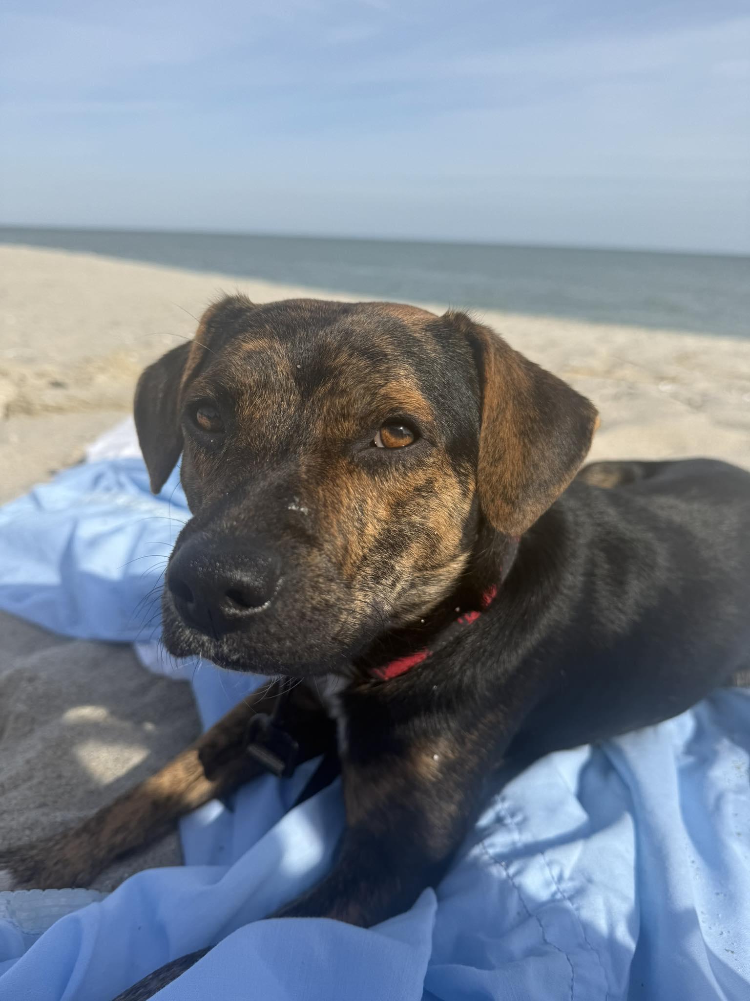 Enlarge Hank, a Adoptable mixed breed in Mount Holly, NJ image 1/6