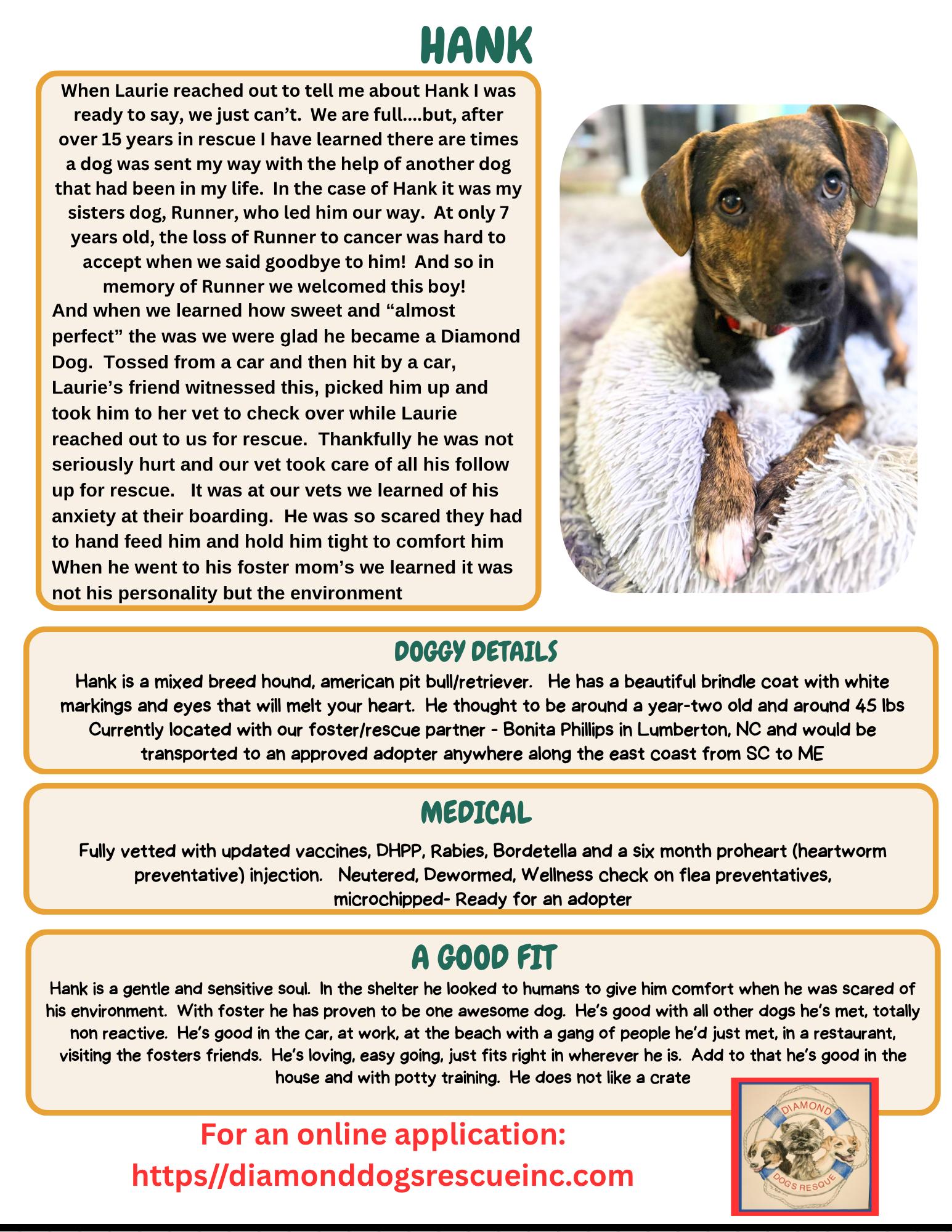 Enlarge Hank, a Adoptable mixed breed in Mount Holly, NJ image 2/6