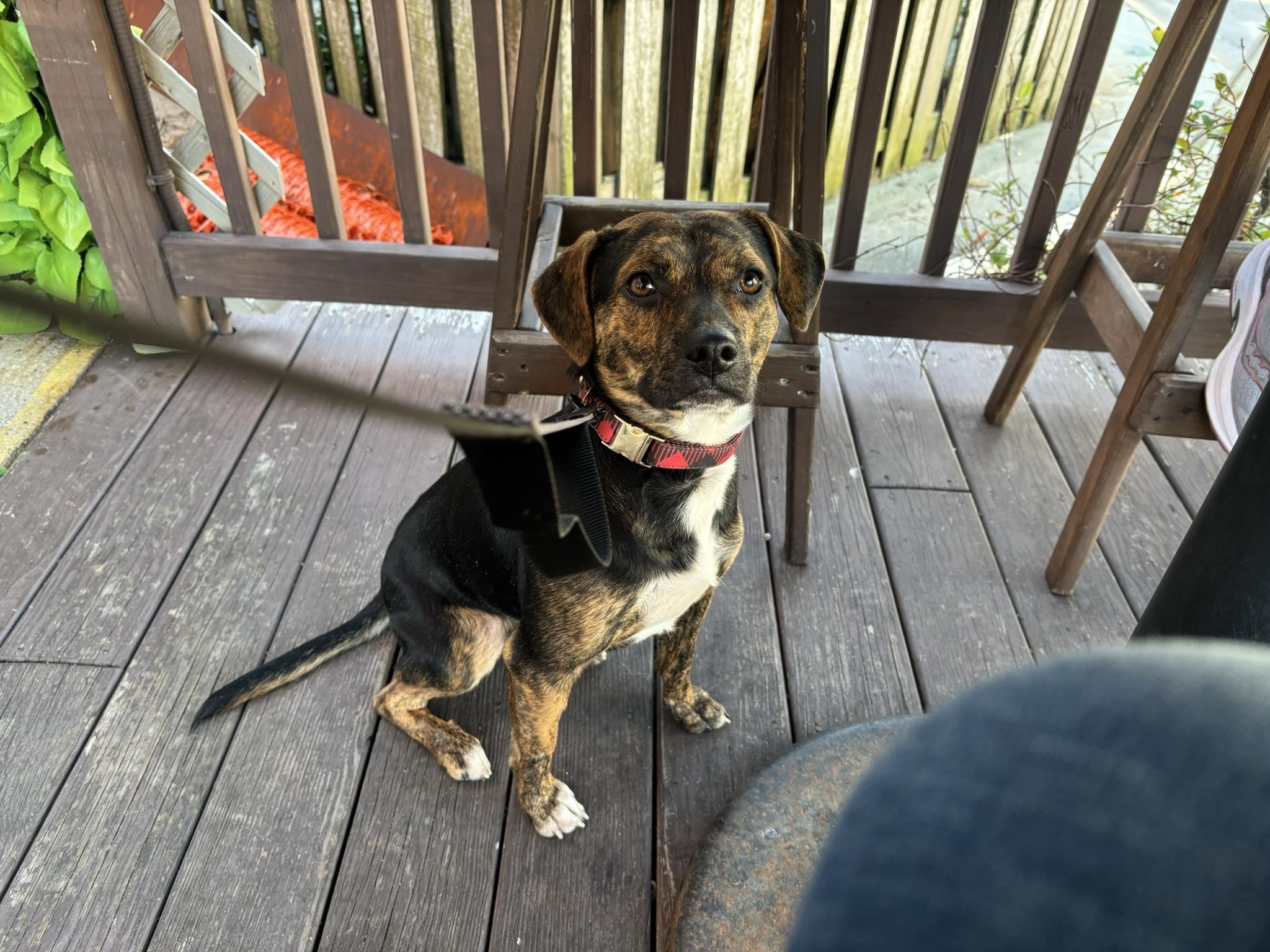 Enlarge Hank, a Adoptable mixed breed in Mount Holly, NJ image 5/6