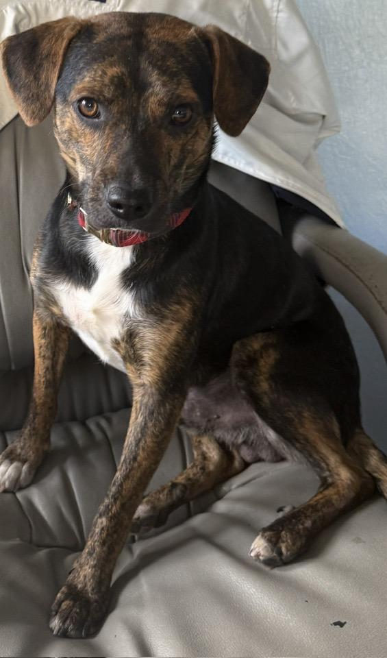 Enlarge Hank, a Adoptable mixed breed in Mount Holly, NJ image 6/6