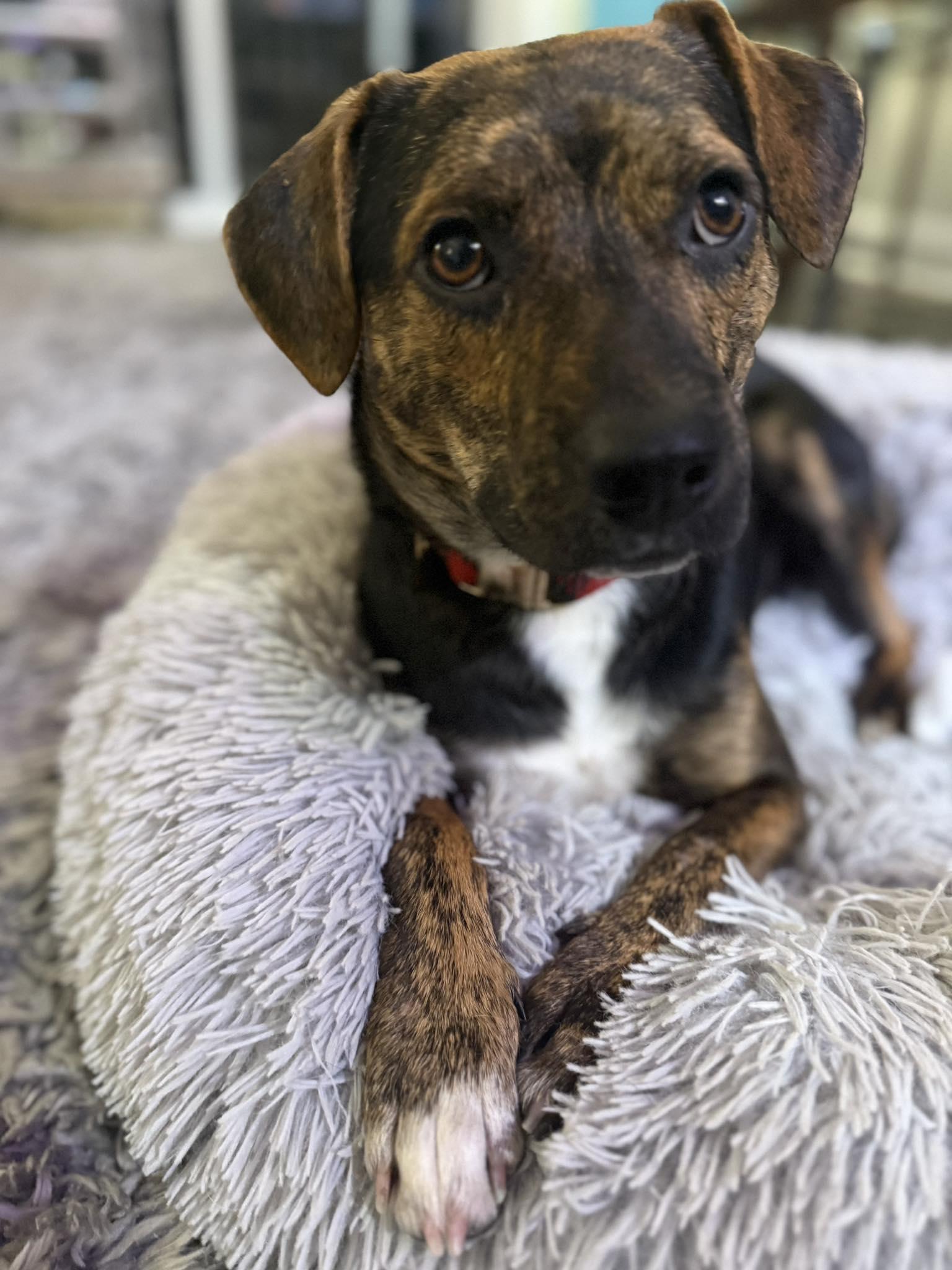 Enlarge Hank, a Adoptable mixed breed in Mount Holly, NJ image 3/6