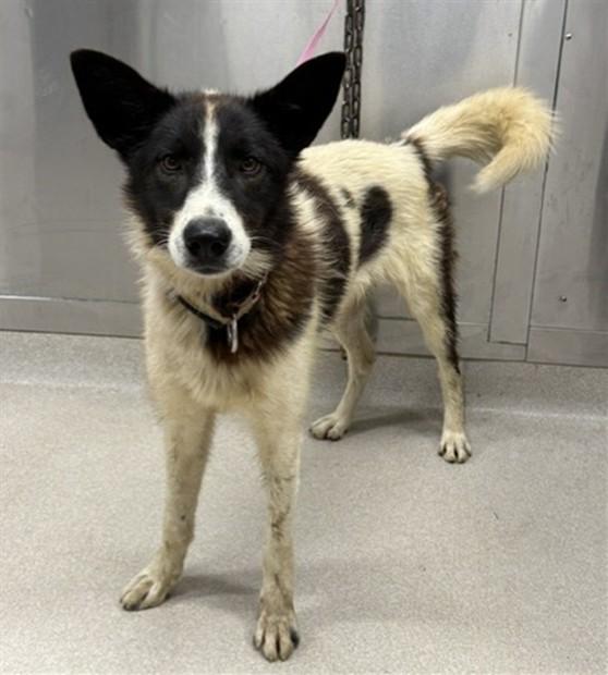 MARTEN, Adoptable, Young Male Husky & Siberian Husky.