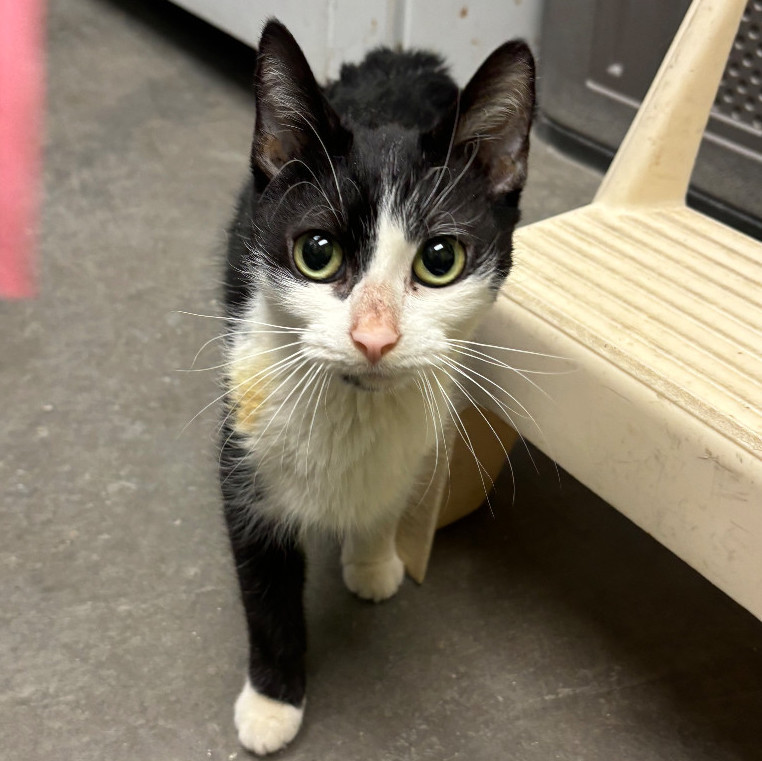 Enlarge Sugar, a Adoptable Domestic Short Hair in Waynesburg, PA image 4/6