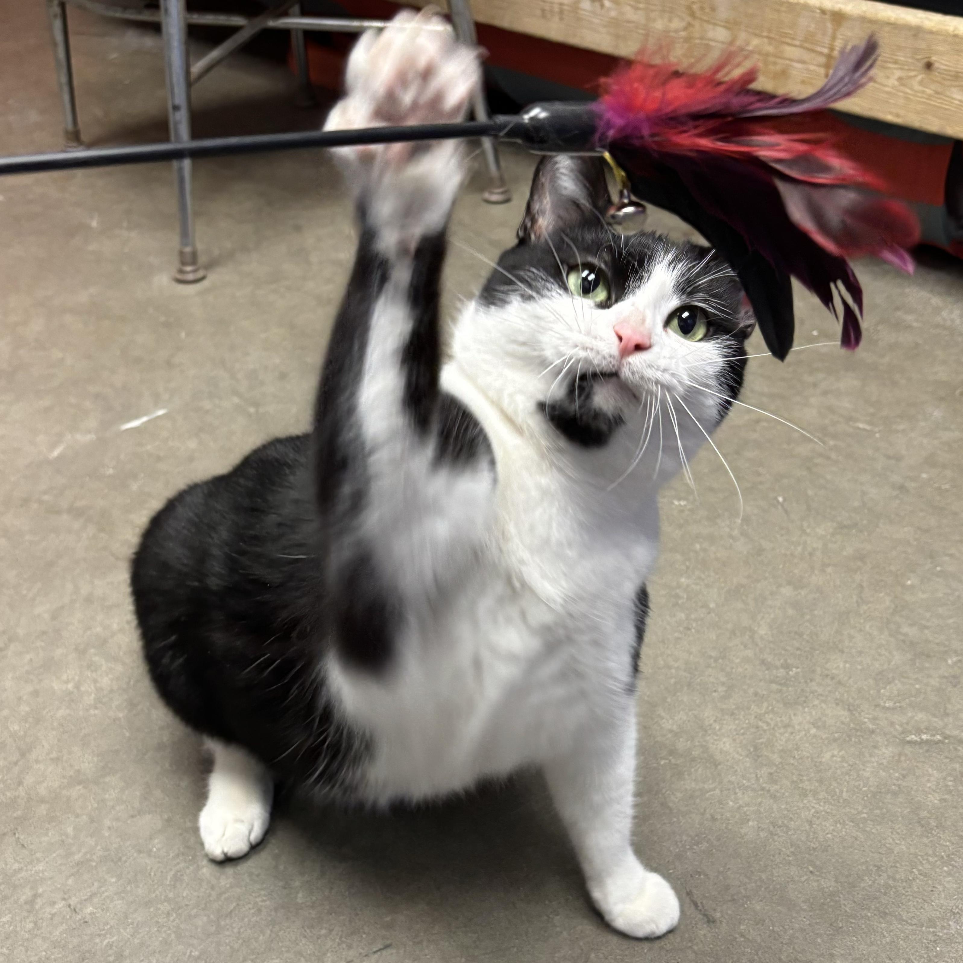 Sugar, Adoptable, Adult Female Domestic Short Hair.