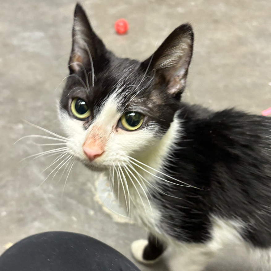 Enlarge Sugar, a Adoptable Domestic Short Hair in Waynesburg, PA image 5/6