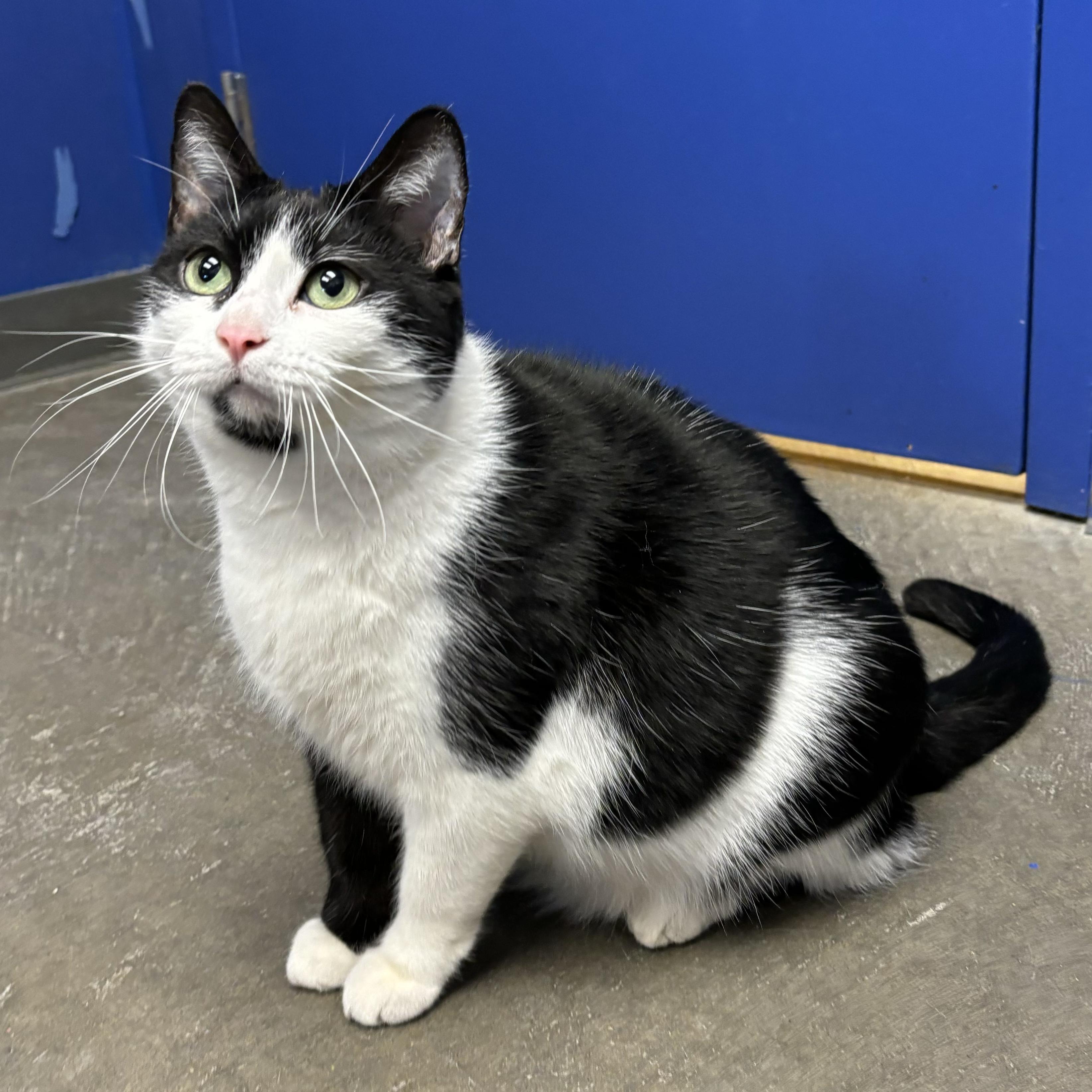 Enlarge Sugar, a Adoptable Domestic Short Hair in Waynesburg, PA image 1/6