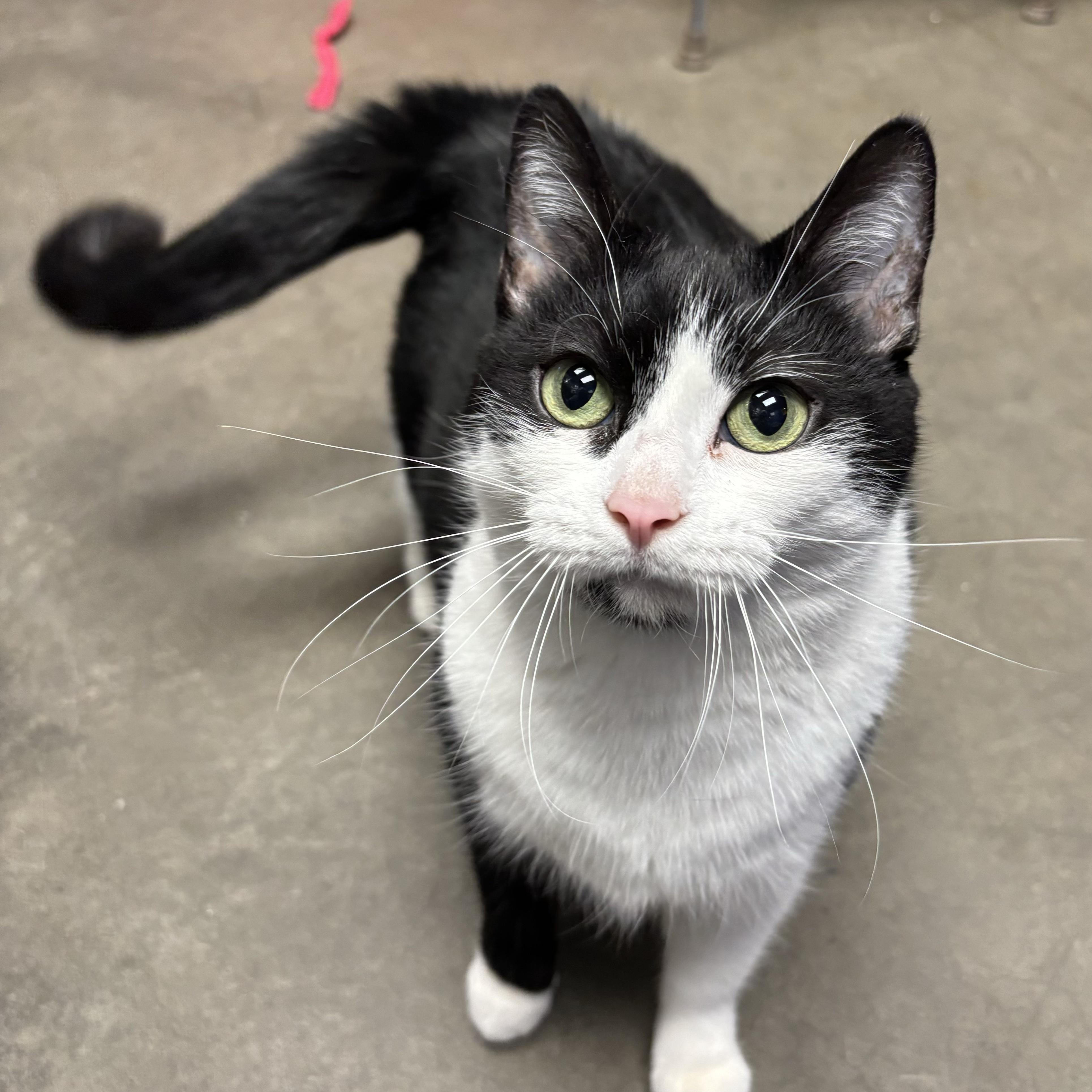 Enlarge Sugar, a Adoptable Domestic Short Hair in Waynesburg, PA image 2/6