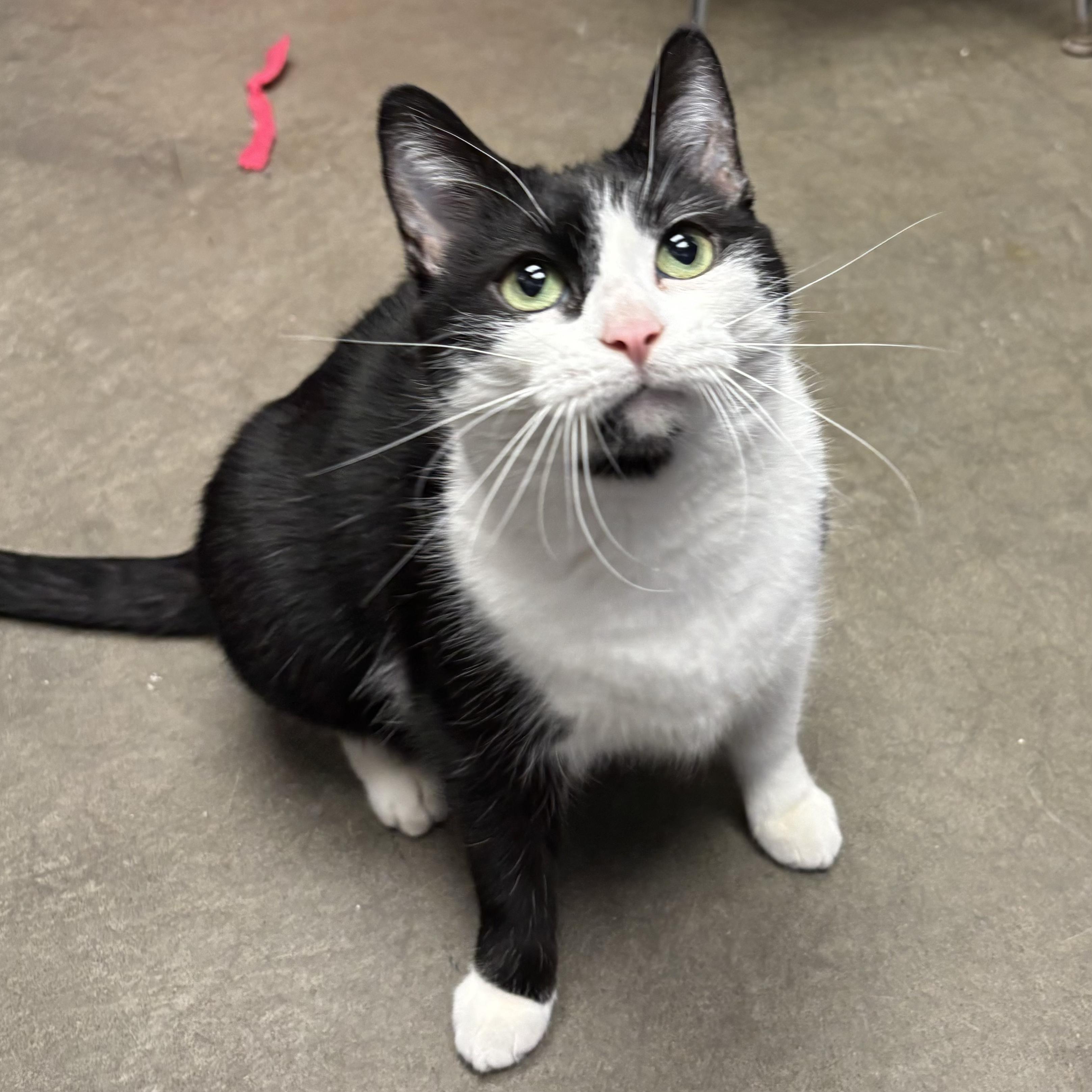 Enlarge Sugar, a Adoptable Domestic Short Hair in Waynesburg, PA image 3/6