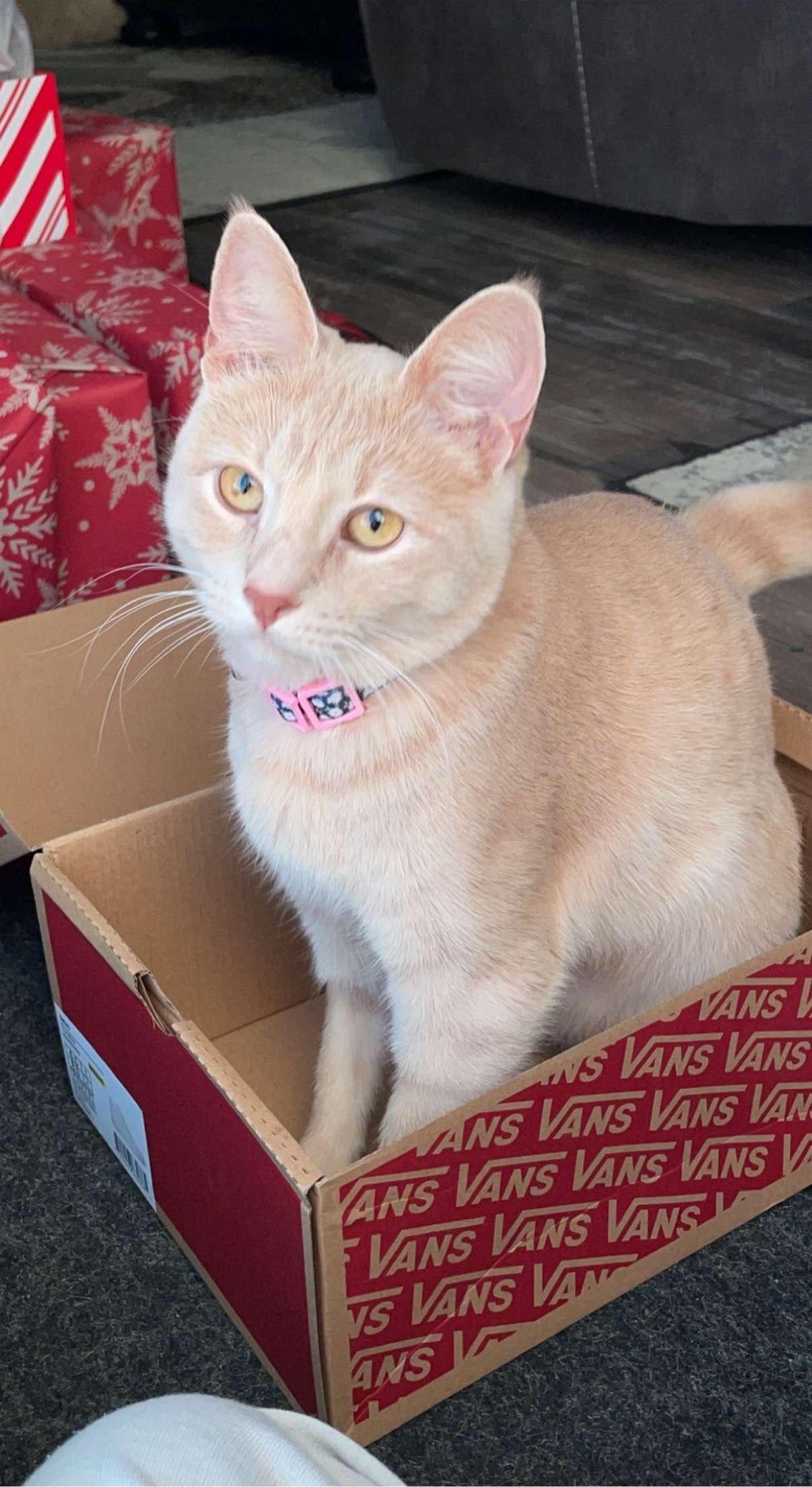 Enlarge Kieva, a Adoptable Domestic Short Hair in Happy, TX image 1/1