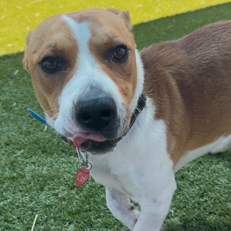 Enlarge Carl, a Adoptable Mixed Breed in Idaho Falls, ID image 2/6