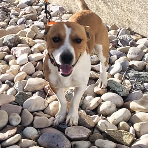 Enlarge Carl, a Adoptable Mixed Breed in Idaho Falls, ID image 3/6