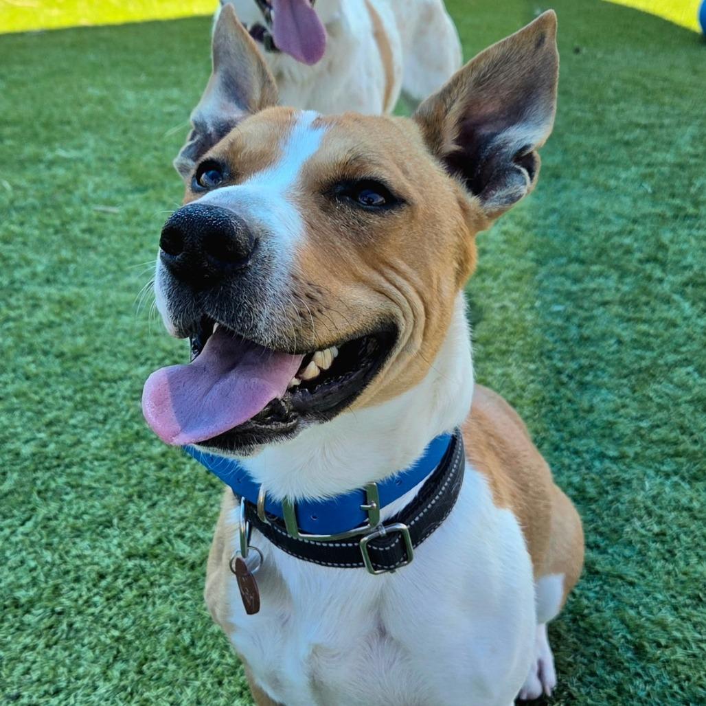 Enlarge Carl, a Adoptable Mixed Breed in Idaho Falls, ID image 4/6