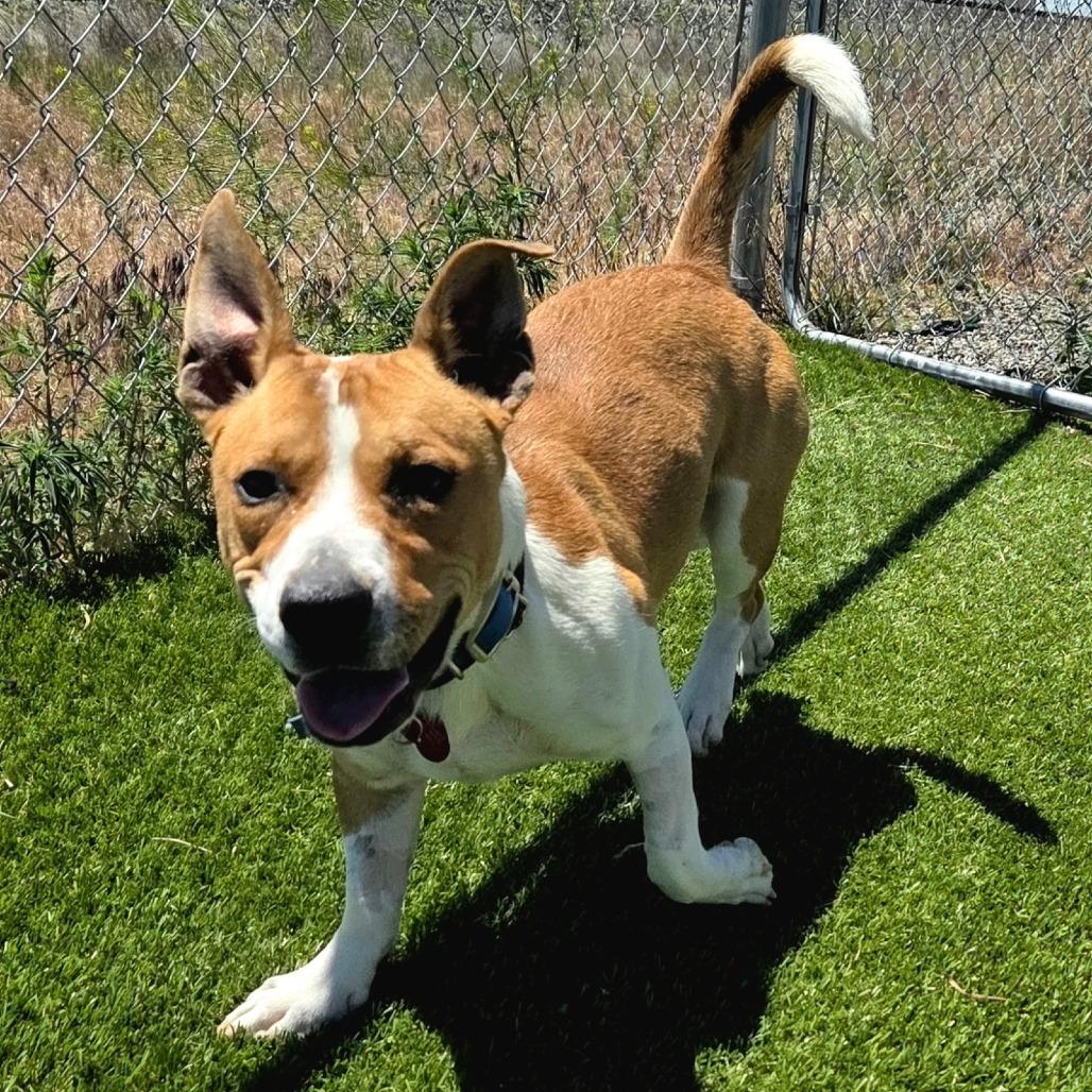 Enlarge Carl, a Adoptable Mixed Breed in Idaho Falls, ID image 5/6
