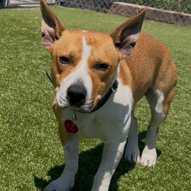 Enlarge Carl, a Adoptable Mixed Breed in Idaho Falls, ID image 6/6
