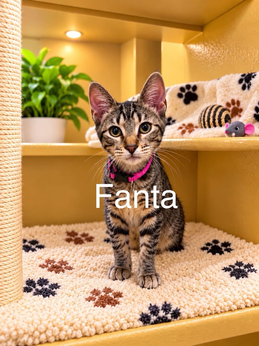 Enlarge Fanta, a Adoptable Tabby in Tucson, AZ image 1/1