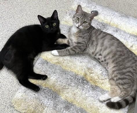 NINA, Adoptable, Young Female Domestic Short Hair.