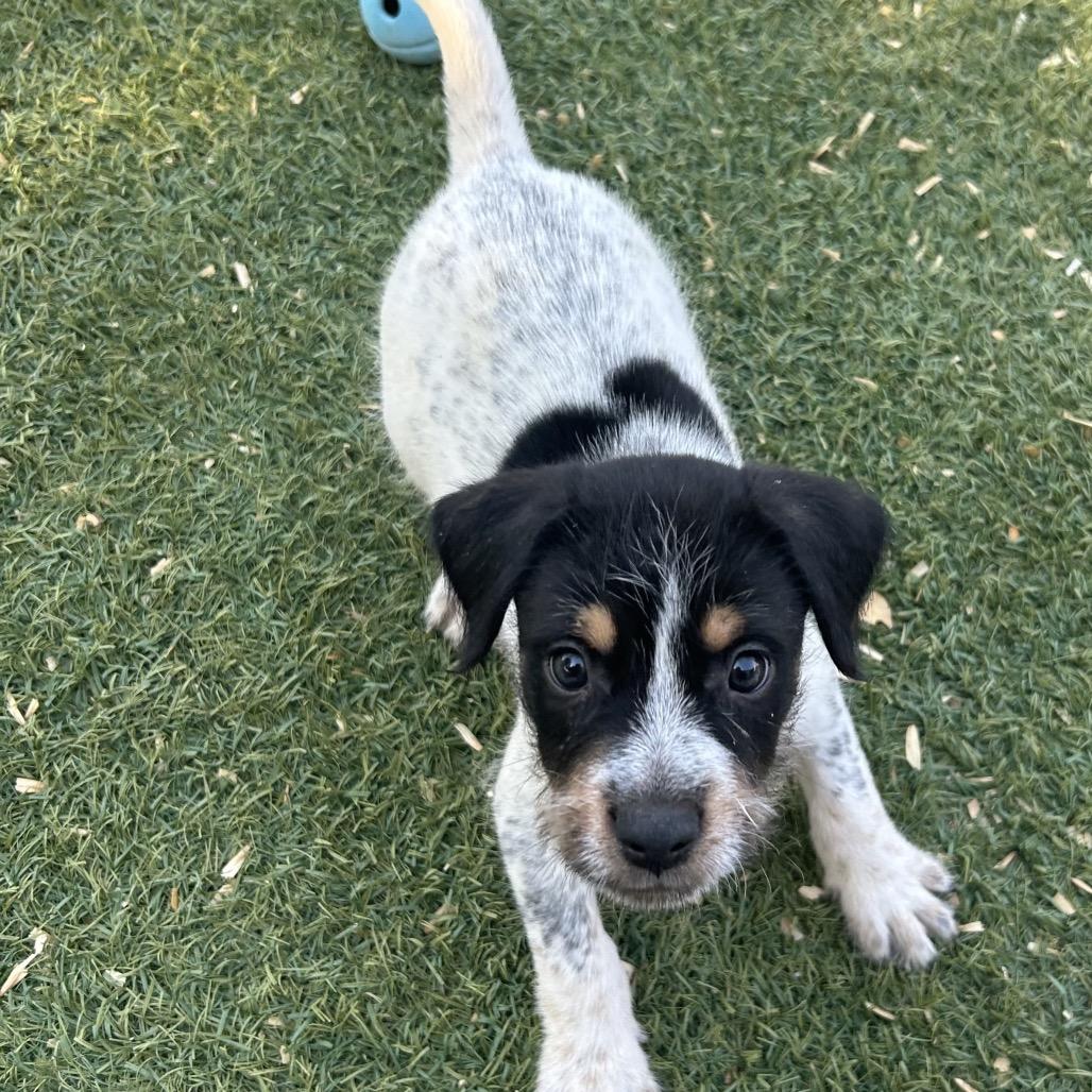 Cam Now Opie thumbnail 2