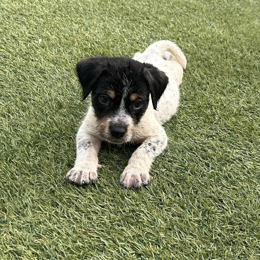 Cam Now Opie thumbnail 3