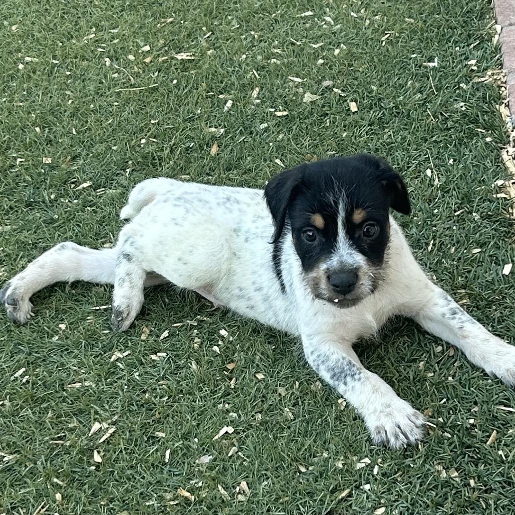 Cam Now Opie thumbnail 5