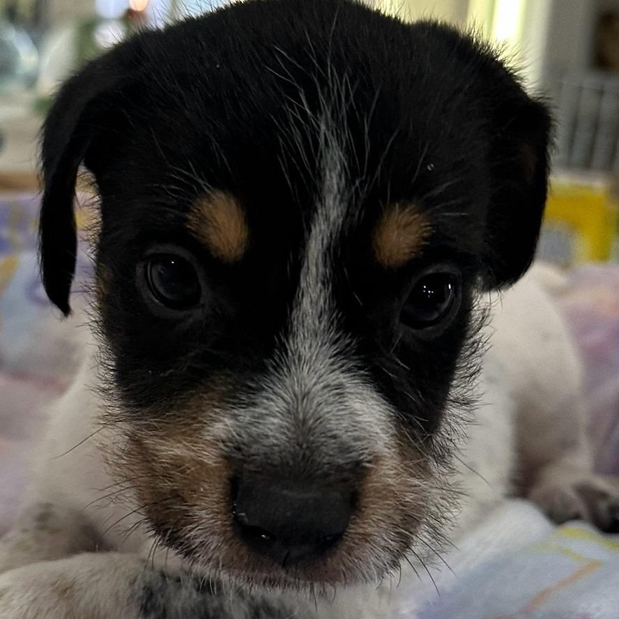 Cam Now Opie thumbnail 7