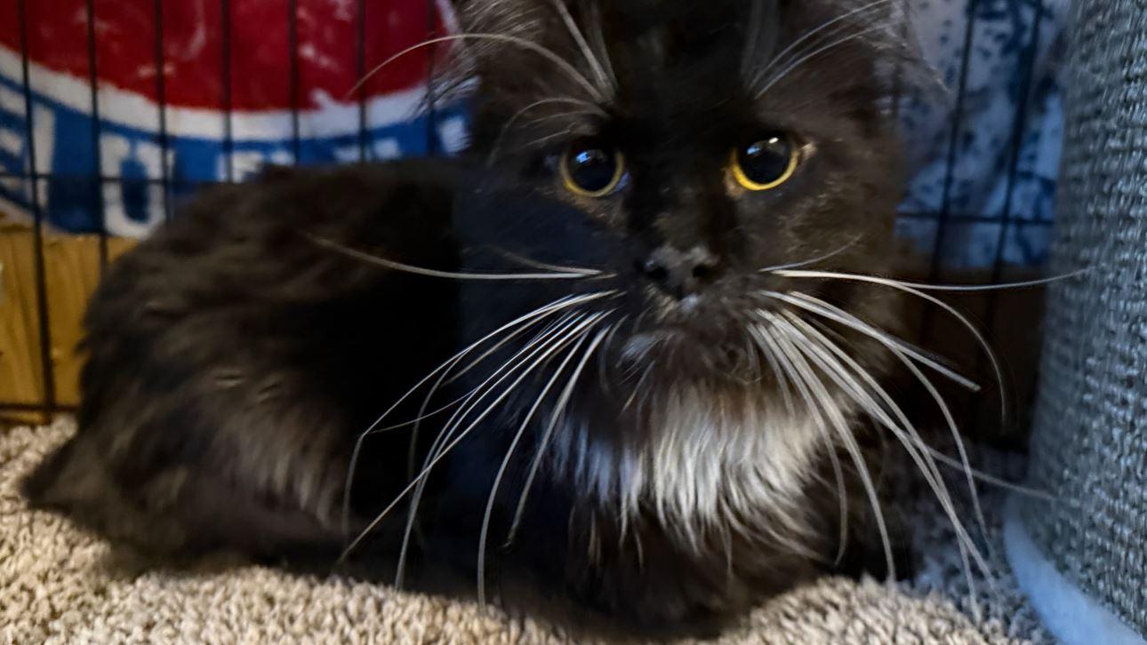 Boba, Adoptable, Adult Male Domestic Long Hair.