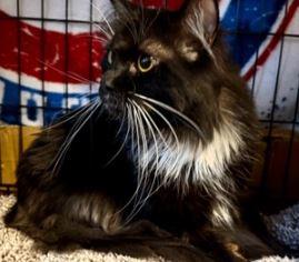 Boba, a Adoptable Domestic Long Hair in Keswick, ON image 2/2