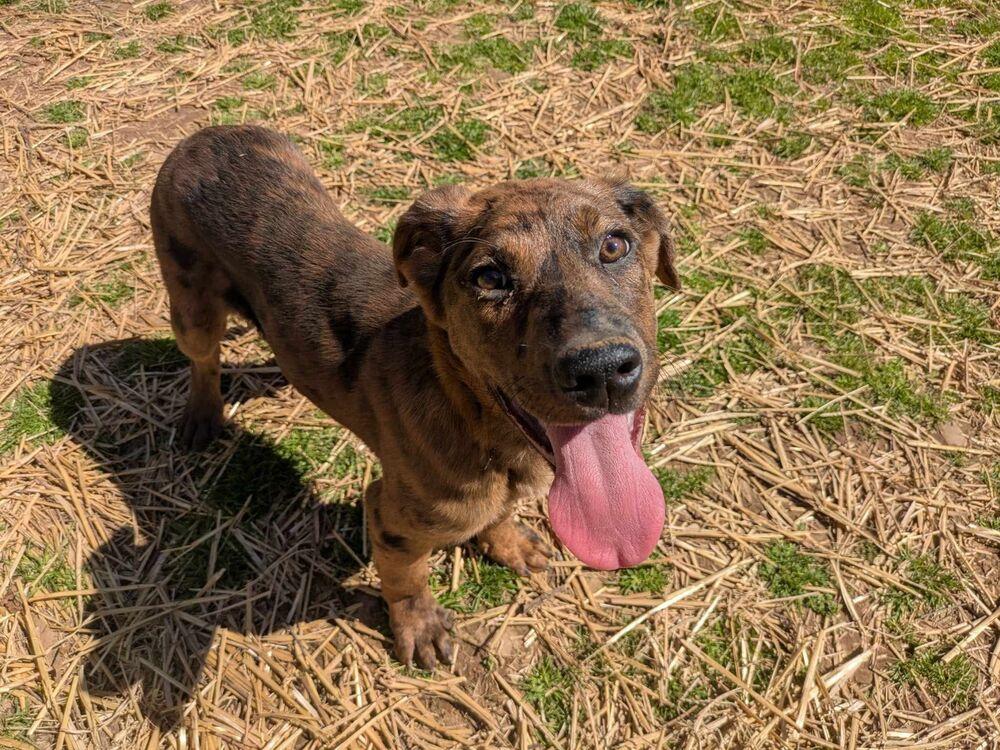 Enlarge Cracker, a Adoptable mixed breed in Dover, AR image 1/6