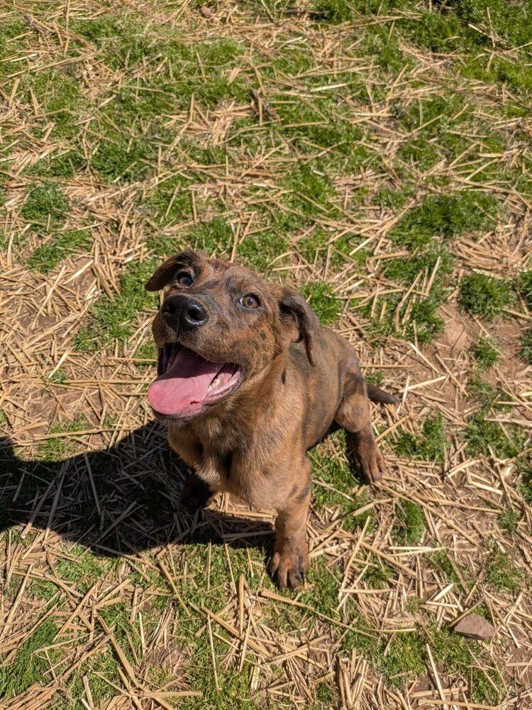 Enlarge Cracker, a Adoptable mixed breed in Dover, AR image 2/6