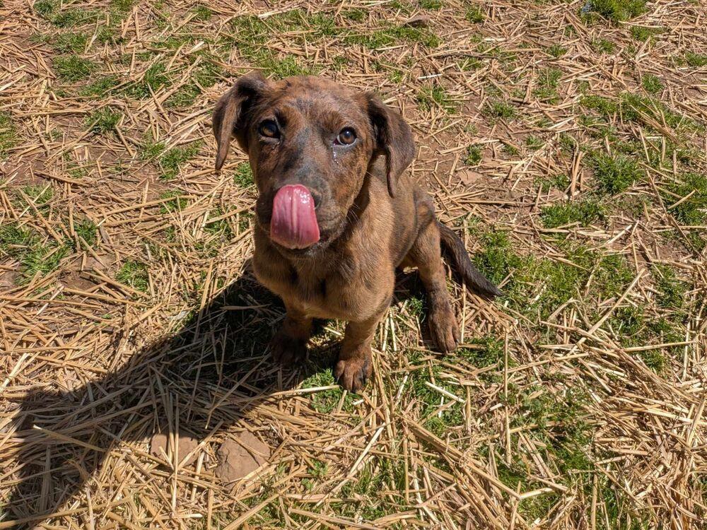 Enlarge Cracker, a Adoptable mixed breed in Dover, AR image 3/6