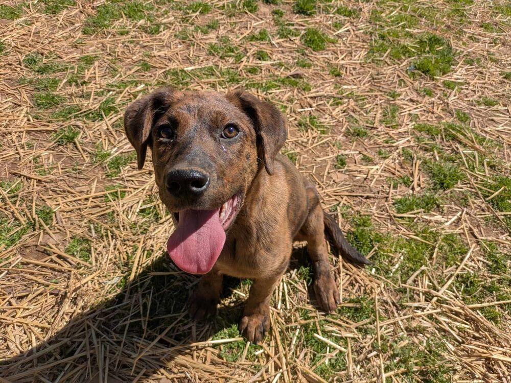 Enlarge Cracker, a Adoptable mixed breed in Dover, AR image 4/6