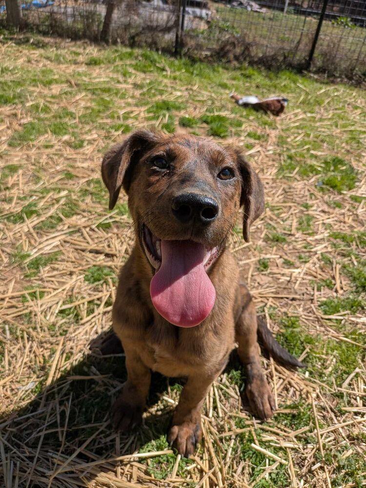Enlarge Cracker, a Adoptable mixed breed in Dover, AR image 6/6