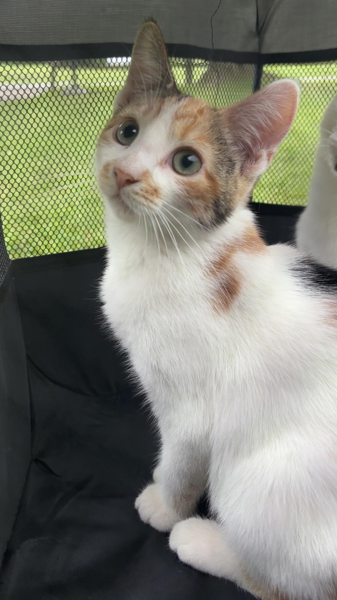 Ivy, Adopted, Young Female Calico.