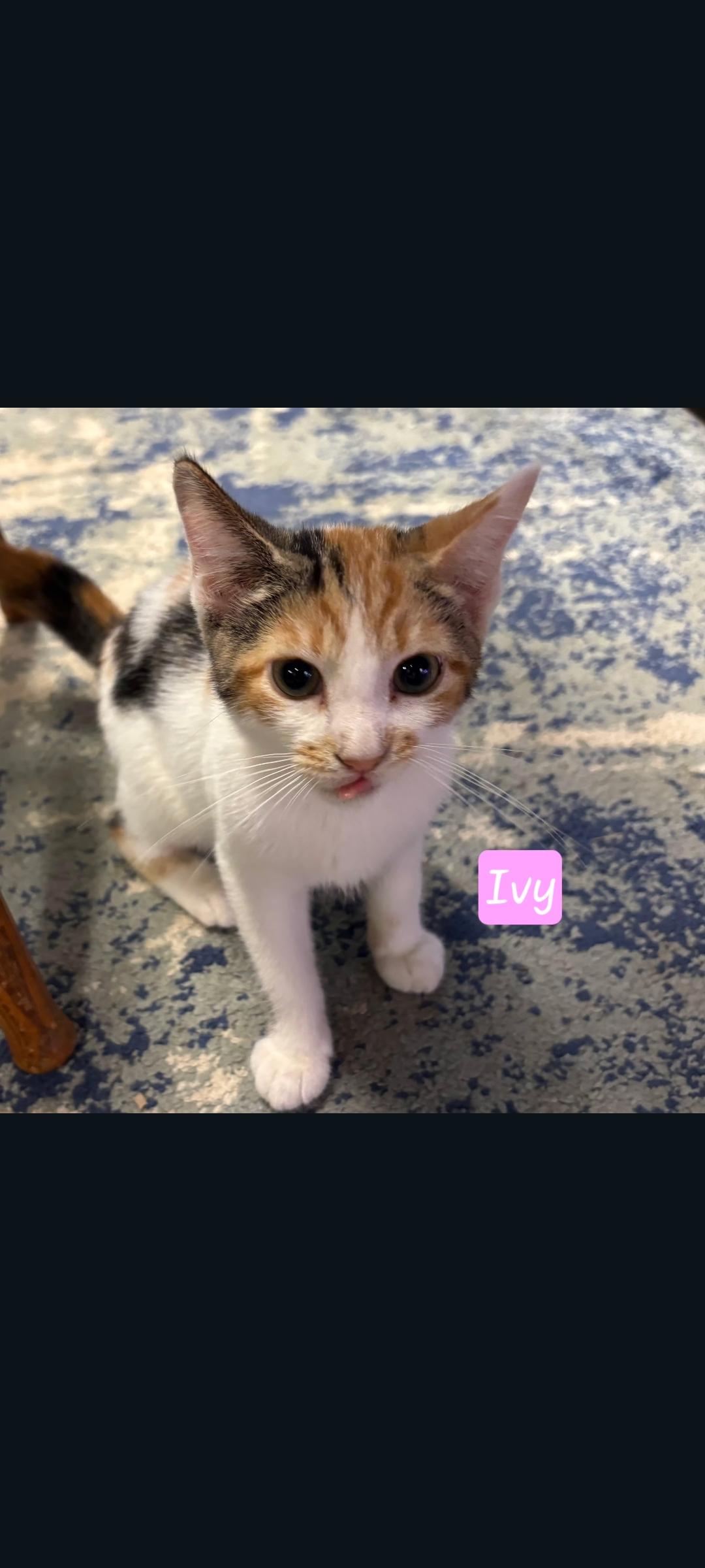 Enlarge Ivy, a Adopted Calico in Karns City, PA image 3/3