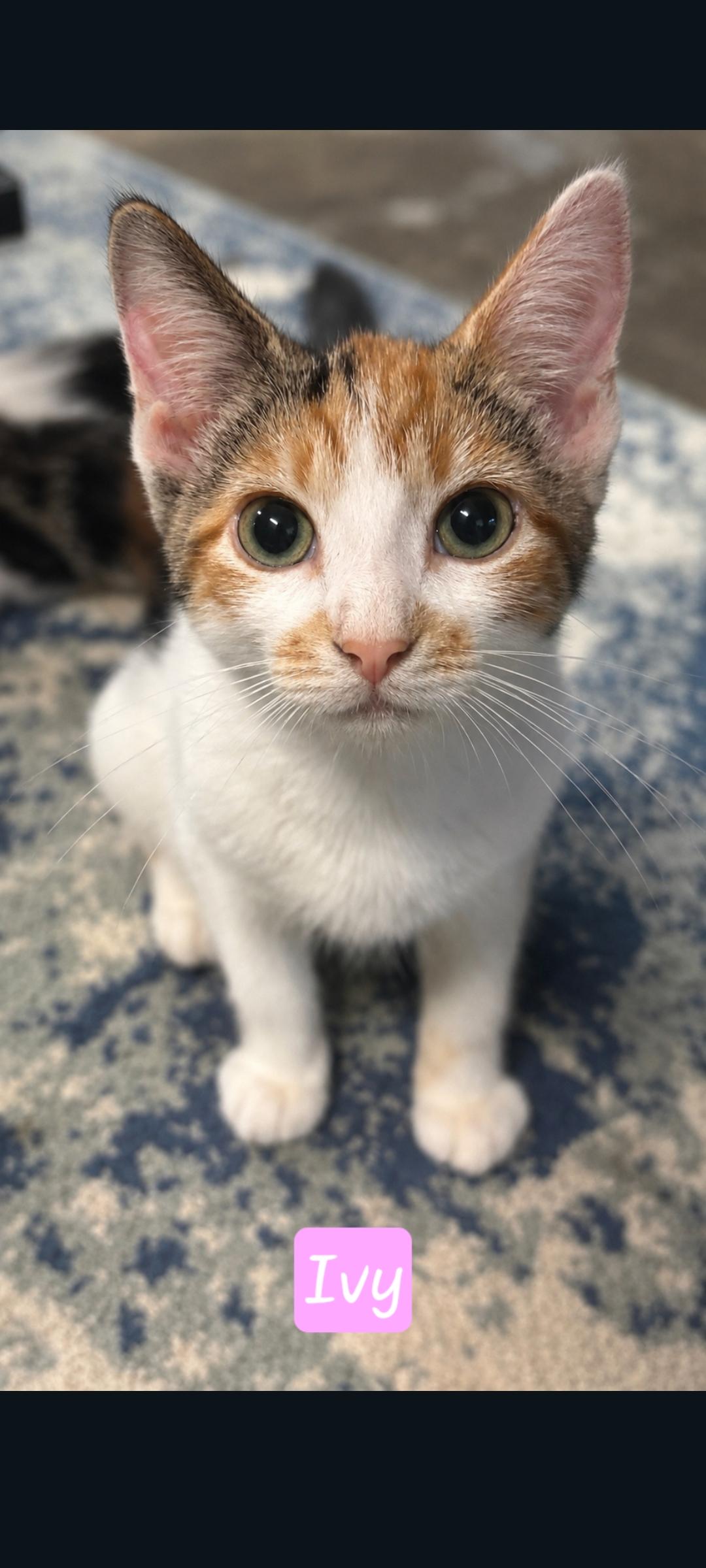 Enlarge Ivy, a Adopted Calico in Karns City, PA image 2/3