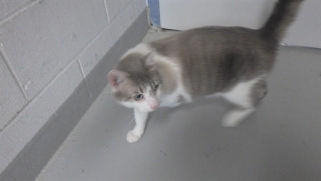 GEO, Adoptable, Adult Male Domestic Short Hair.