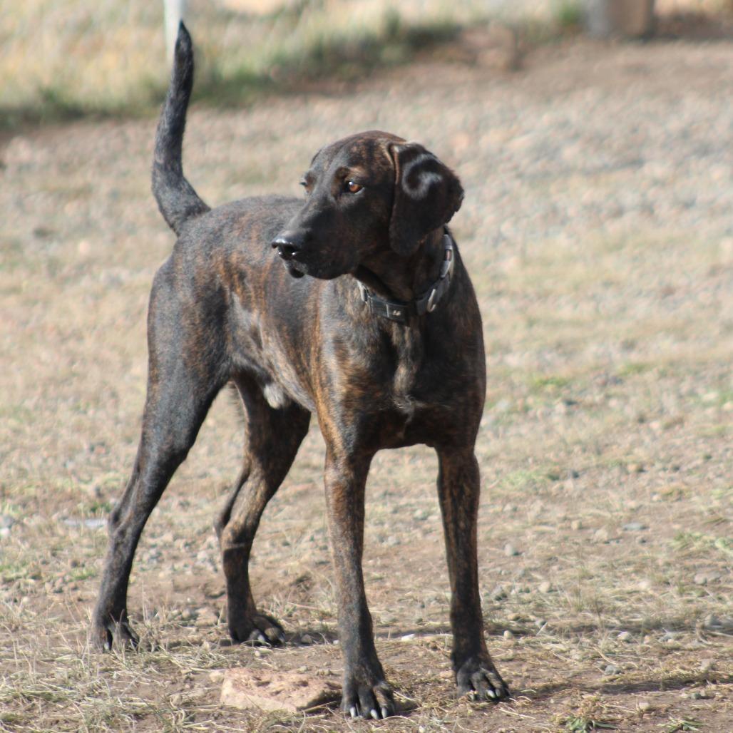Enlarge George, a Adoptable Black and Tan Coonhound in Pagosa Springs, CO image 3/5